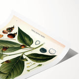 Botanical Art Prints - Vintage Scopolina Atropoides Illustration