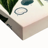 Botanical Art Prints - Vintage Scopolina Atropoides Illustration