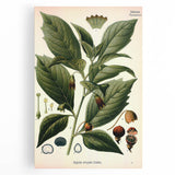 Botanical Art Prints - Vintage Scopolina Atropoides Illustration