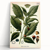 Botanical Art Prints - Vintage Scopolina Atropoides Illustration