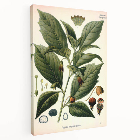 Botanical Art Prints - Vintage Scopolina Atropoides Illustration