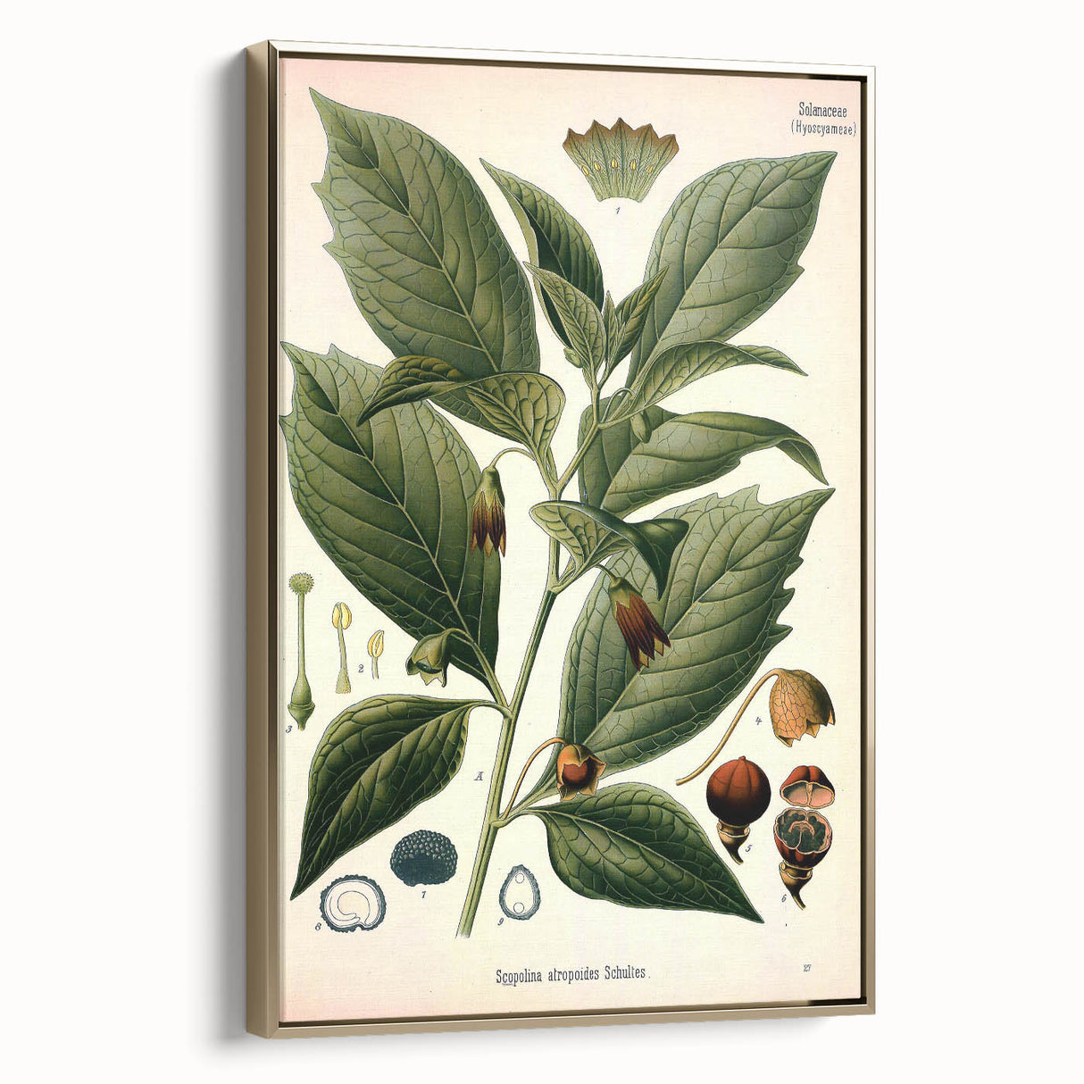 Botanical Art Prints - Vintage Scopolina Atropoides Illustration