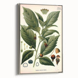 Botanical Art Prints - Vintage Scopolina Atropoides Illustration