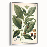 Botanical Art Prints - Vintage Scopolina Atropoides Illustration