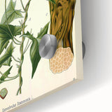 Botanical Art Prints - Vintage Convolvulus Scammonia Illustration