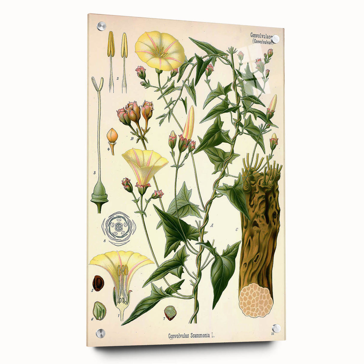 Botanical Art Prints - Vintage Convolvulus Scammonia Illustration