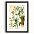 Botanical Art Prints - Vintage Convolvulus Scammonia Illustration