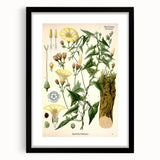 Botanical Art Prints - Vintage Convolvulus Scammonia Illustration