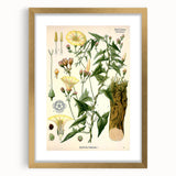 Botanical Art Prints - Vintage Convolvulus Scammonia Illustration
