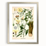 Botanical Art Prints - Vintage Convolvulus Scammonia Illustration