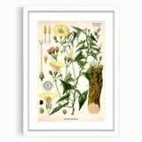 Botanical Art Prints - Vintage Convolvulus Scammonia Illustration