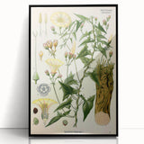 Botanical Art Prints - Vintage Convolvulus Scammonia Illustration