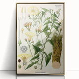 Botanical Art Prints - Vintage Convolvulus Scammonia Illustration