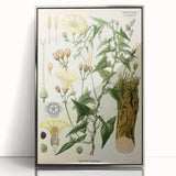Botanical Art Prints - Vintage Convolvulus Scammonia Illustration