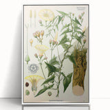 Botanical Art Prints - Vintage Convolvulus Scammonia Illustration