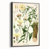 Botanical Art Prints - Vintage Convolvulus Scammonia Illustration