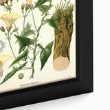 Botanical Art Prints - Vintage Convolvulus Scammonia Illustration