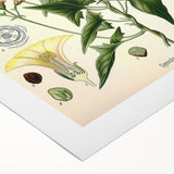 Botanical Art Prints - Vintage Convolvulus Scammonia Illustration