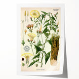 Botanical Art Prints - Vintage Convolvulus Scammonia Illustration