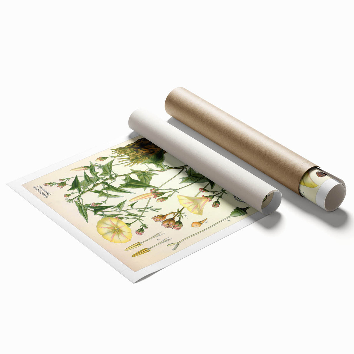 Botanical Art Prints - Vintage Convolvulus Scammonia Illustration