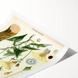 Botanical Art Prints - Vintage Convolvulus Scammonia Illustration
