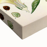 Botanical Art Prints - Vintage Convolvulus Scammonia Illustration