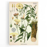 Botanical Art Prints - Vintage Convolvulus Scammonia Illustration