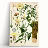 Botanical Art Prints - Vintage Convolvulus Scammonia Illustration