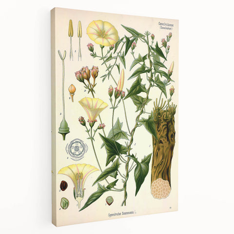 Botanical Art Prints - Vintage Convolvulus Scammonia Illustration