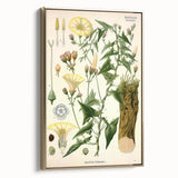 Botanical Art Prints - Vintage Convolvulus Scammonia Illustration