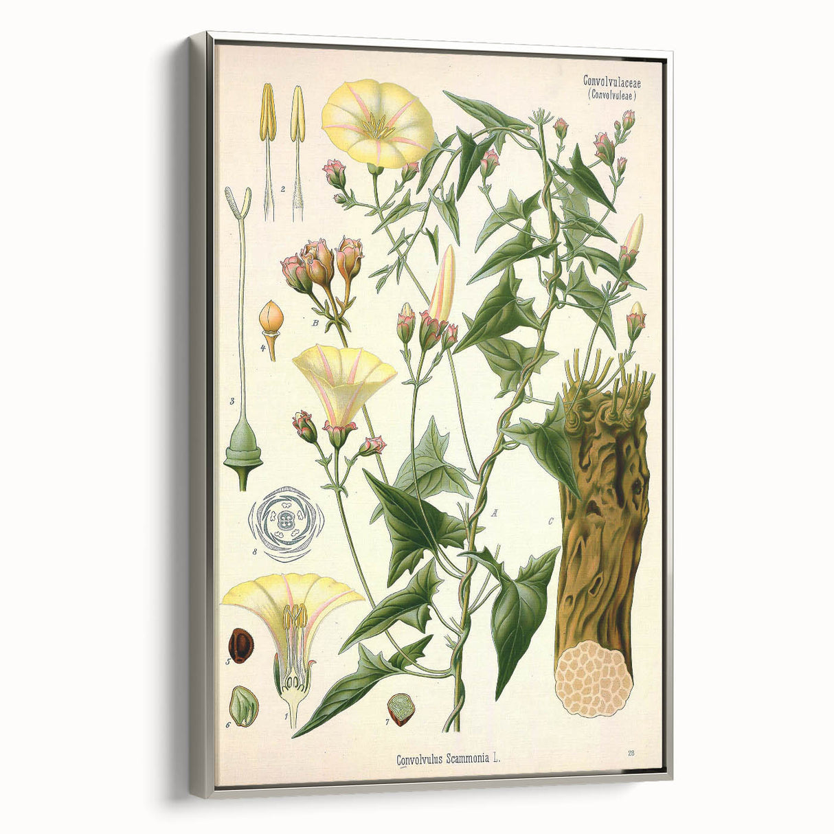 Botanical Art Prints - Vintage Convolvulus Scammonia Illustration