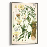 Botanical Art Prints - Vintage Convolvulus Scammonia Illustration