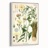 Botanical Art Prints - Vintage Convolvulus Scammonia Illustration