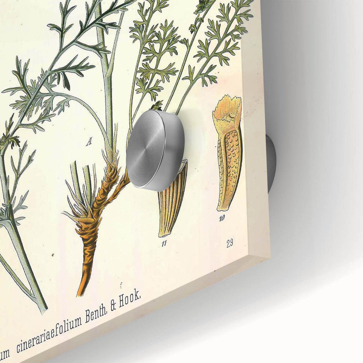 Botanical Art Prints - Vintage Chrysanthemum Cinerariaefolium Illustration