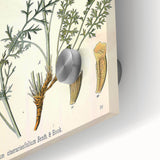 Botanical Art Prints - Vintage Chrysanthemum Cinerariaefolium Illustration