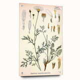 Botanical Art Prints - Vintage Chrysanthemum Cinerariaefolium Illustration