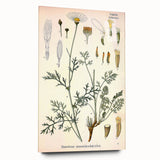 Botanical Art Prints - Vintage Chrysanthemum Cinerariaefolium Illustration