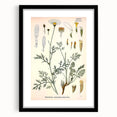 Botanical Art Prints - Vintage Chrysanthemum Cinerariaefolium Illustration