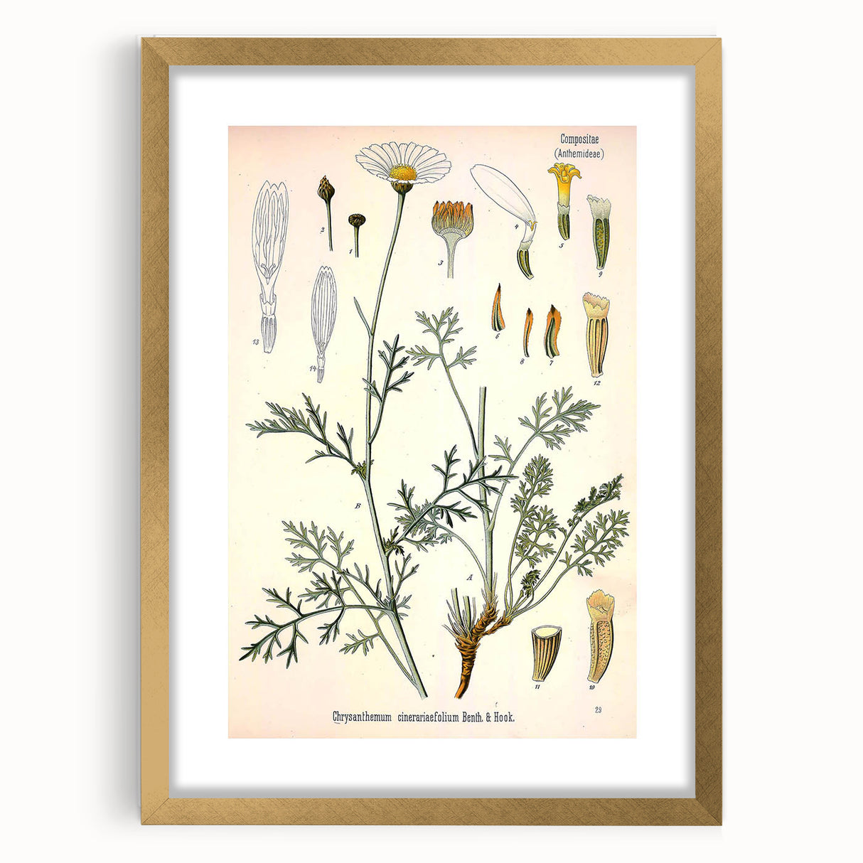 Botanical Art Prints - Vintage Chrysanthemum Cinerariaefolium Illustration