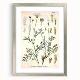 Botanical Art Prints - Vintage Chrysanthemum Cinerariaefolium Illustration