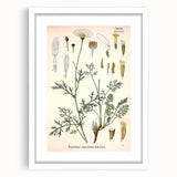 Botanical Art Prints - Vintage Chrysanthemum Cinerariaefolium Illustration