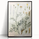 Botanical Art Prints - Vintage Chrysanthemum Cinerariaefolium Illustration