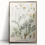 Botanical Art Prints - Vintage Chrysanthemum Cinerariaefolium Illustration