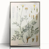 Botanical Art Prints - Vintage Chrysanthemum Cinerariaefolium Illustration