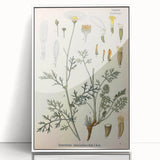 Botanical Art Prints - Vintage Chrysanthemum Cinerariaefolium Illustration