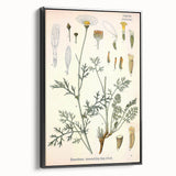 Botanical Art Prints - Vintage Chrysanthemum Cinerariaefolium Illustration