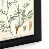 Botanical Art Prints - Vintage Chrysanthemum Cinerariaefolium Illustration