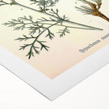 Botanical Art Prints - Vintage Chrysanthemum Cinerariaefolium Illustration