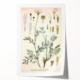 Botanical Art Prints - Vintage Chrysanthemum Cinerariaefolium Illustration