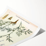 Botanical Art Prints - Vintage Chrysanthemum Cinerariaefolium Illustration